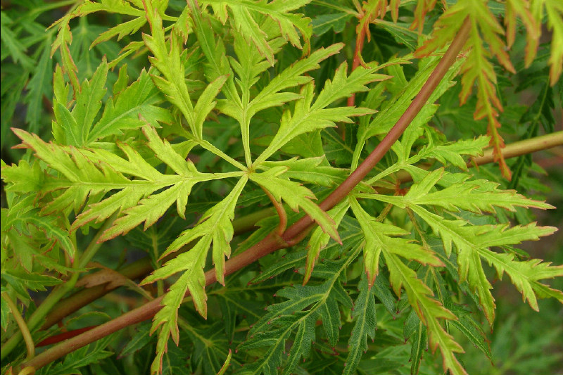 Dissected maple, Acer palmatum 'Seiryu'