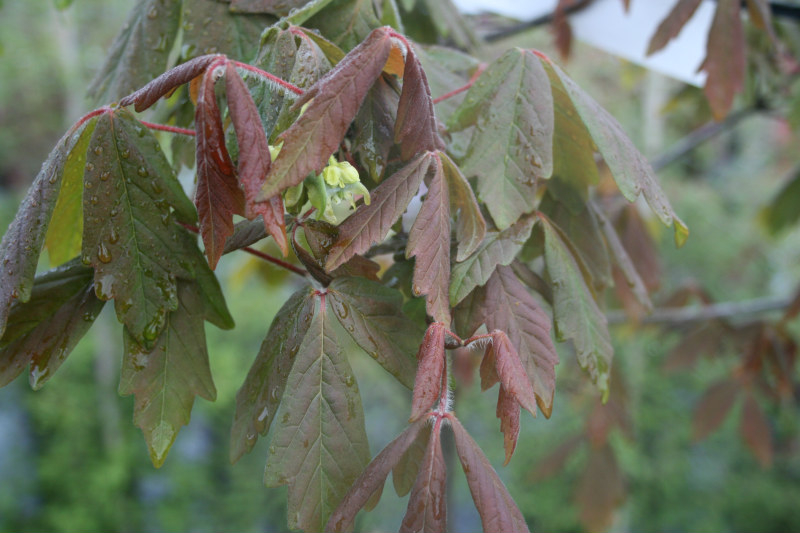 Paper bark maple, Acer griseum
