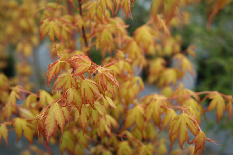 Spring-tinted maple, Acer palmatum 'Katsura'