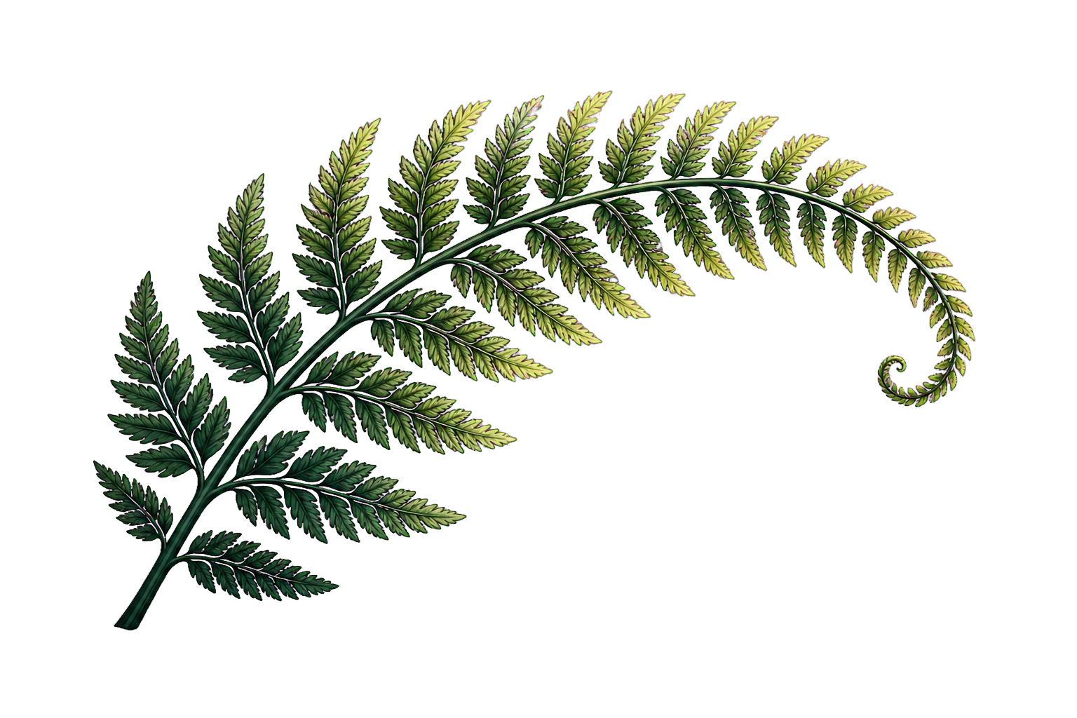 A single native fern frond