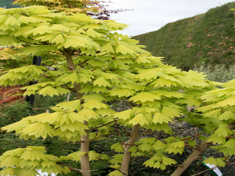 Acer japonicum 'Aureum', a golden full-moon maple grown as a specimen tree