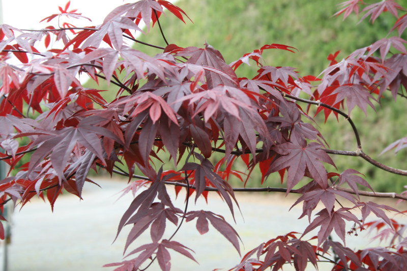 Acer palmatum 'Bloodgood', a deep-red Japanese maple grown as a specimen tree