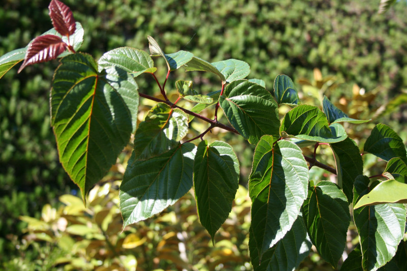 Acer davidii, a snakebark maple grown at the nursery